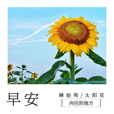 蝉始鸣太阳花公众号正方形配图