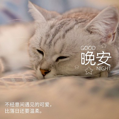晚安可爱猫咪睡觉照片简约小天早晚安