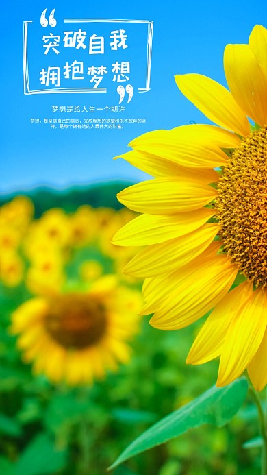夏天花朵手机壁纸