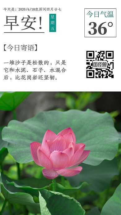 早安团队服从夏天荷花简约
