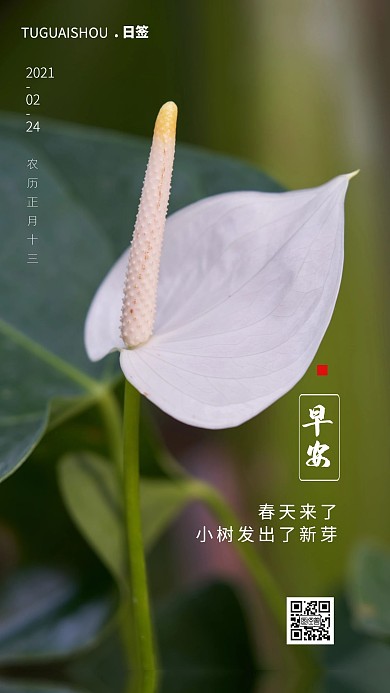 早安2021摄影简约绿色日签