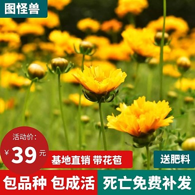 四季当红月季狂欢黄色促销日用百货主图