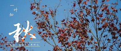 一叶知秋枫叶摄影图立秋秋天公众号封面