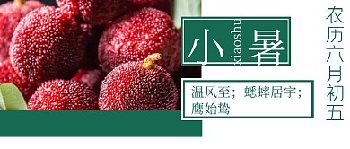 绿色清新小暑节气杨梅植物封面