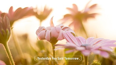 唯美摄影鲜花电脑桌面