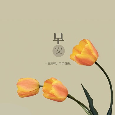 郁金香早安打卡问候