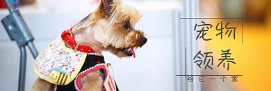 宠物领养救助站banner图片