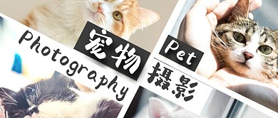 宠物摄影多图组合红包封面