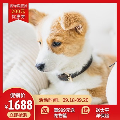 纯种卷毛狗红色狂欢日用百货主图