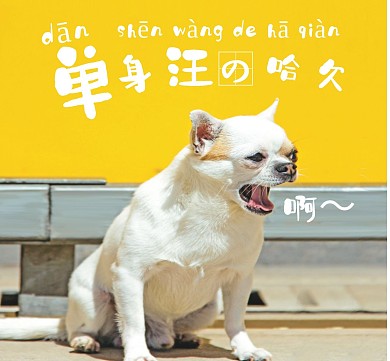 黄色背景宠物狗狗朋友圈封面