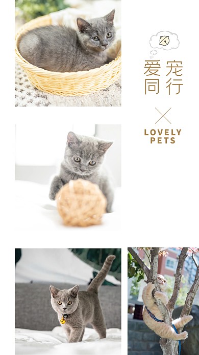 创意爱宠照片分享手机拼图