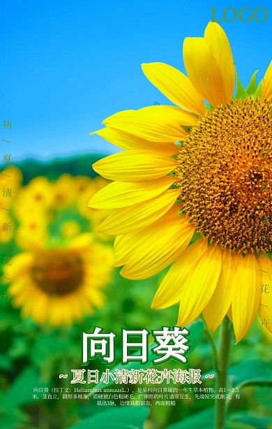 夏日小清新向日葵海报