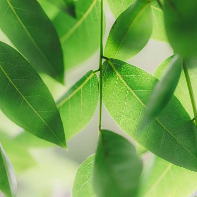 绿意植物清新背景微距纹理