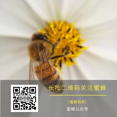 蜜蜂公众号二维码关注配图