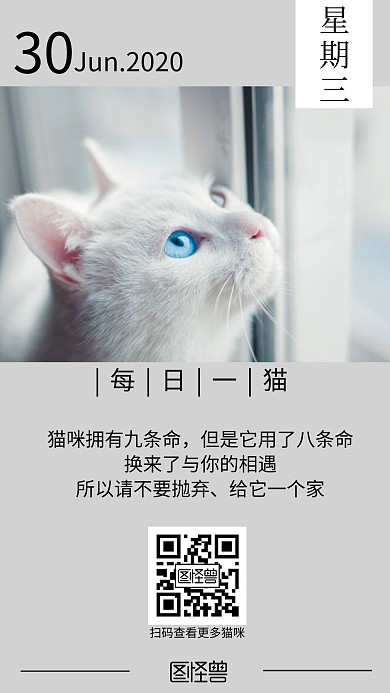 每日一猫简约灰色小清新宠物猫咪日签	
