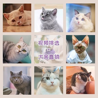 简约风九宫格拼图宠物猫咪售卖主图直通车