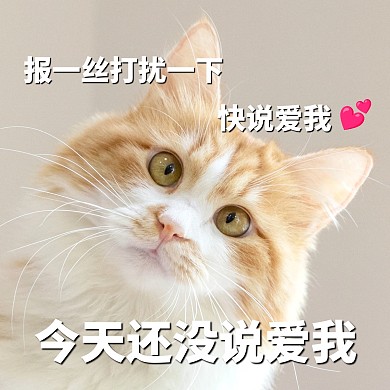 快说爱我情人节猫咪表情包效果模板