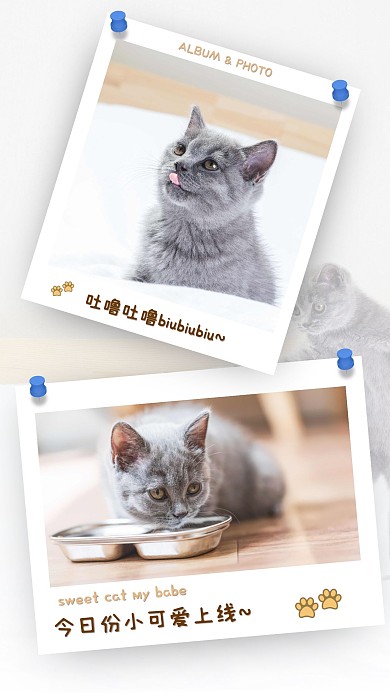 蓝猫猫咪宠物日常生活可爱温馨写真相册