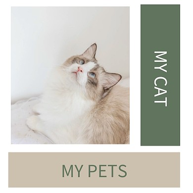 正方形黄色绿色宠物猫咪cd封面