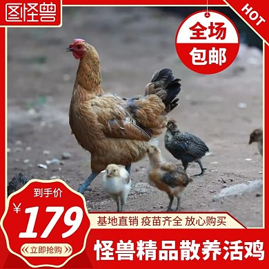 活鸡红色简约主图直通车