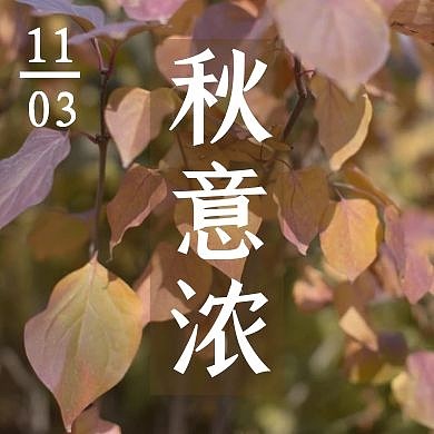 秋意浓简约摄影落叶公众号次图