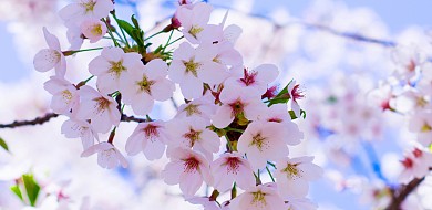 梦幻桃花长发女孩
