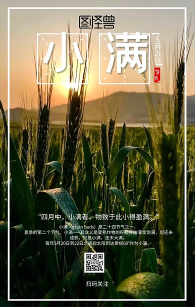 清新绿色小麦小满节气日签