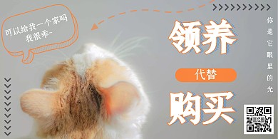 猫咪领养代替购买公益简约灰色横版海报