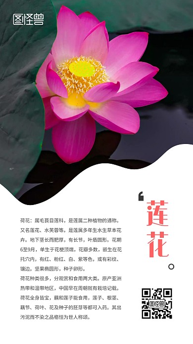 莲花简约绿色荷花宣传手机海报	