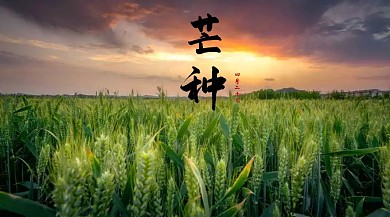 芒种简约清新公众号封面模板