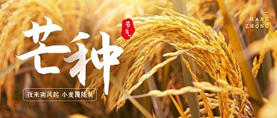 摄影风麦穗芒种节气公众号封面