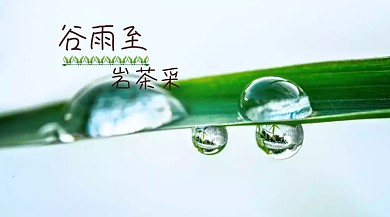 谷雨农民采茶绿色清新公众号封面