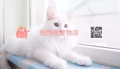 卡通可爱风宠物店名片背面