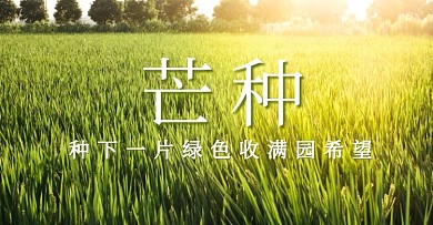 芒种节气祝福稻田农耕电商横版海报