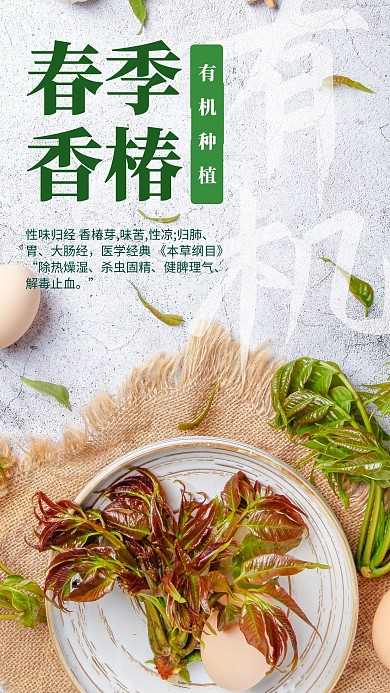 春季吃香椿摄影手机海报