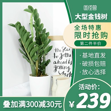 绿色家居盆栽金钱树促销直通车