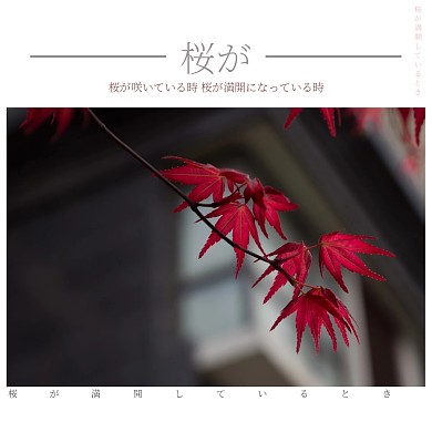 樱花盛开日系小清新公众号配图