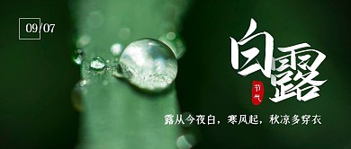 简约摄影树叶小草露水白露祝福封面首图