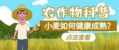 农作物科普小麦成熟宣传公众号封面首图