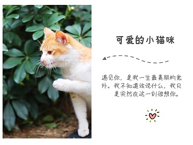 日系留白小清新猫咪可爱风公众号配图