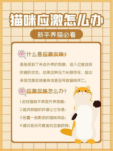 宠物猫咪养猫小红书封面