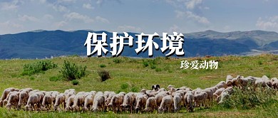 简约风草原羊环境背景公众号封面首图