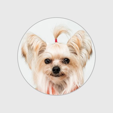 萌宠简约白色红包头像