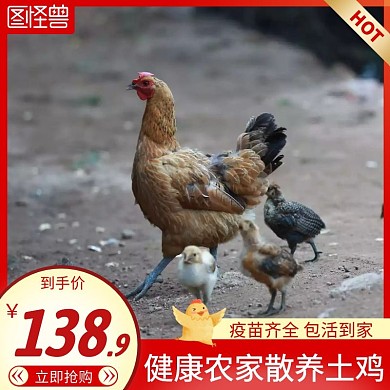 卖鸡红色简约主图直通车