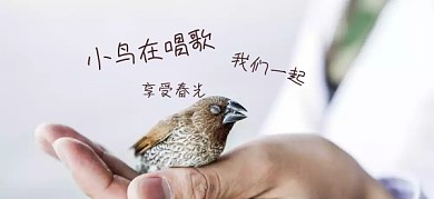 四月天小鸟唱歌公众号特殊首图