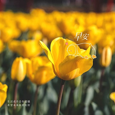 清新花朵早安问候