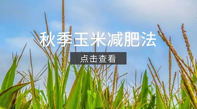 黄色摄影秋季玉米减肥促销普及公众号封面