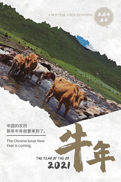 大气牛年毛笔字撕裂照片白色质感背景微博