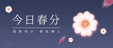 简约樱花春分传统节气公众号封面