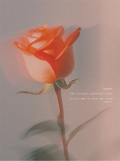 复古风玫瑰花PLOG模板